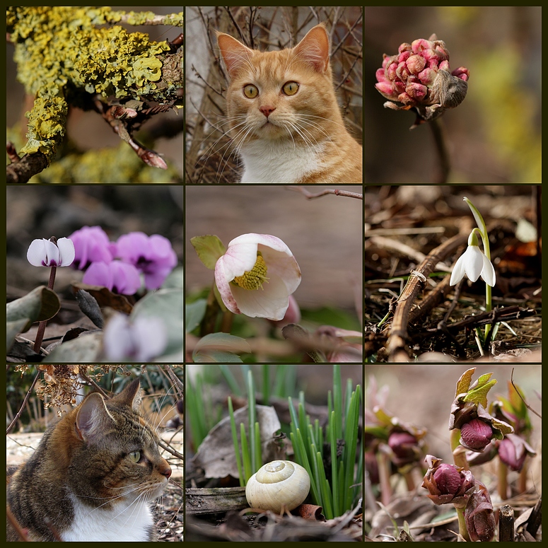 Februar-Garten