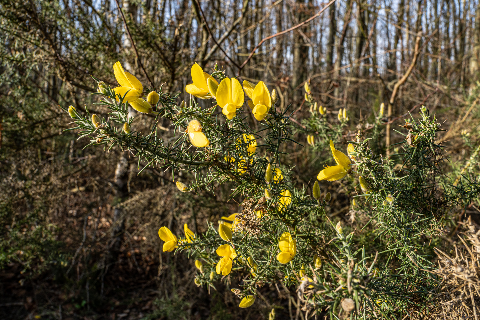 Februar Ginster