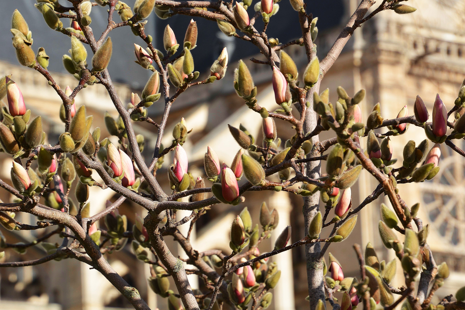 Februar im Jardin Nelson-Mandela (Paris)