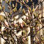 Februar im Jardin Nelson-Mandela (Paris)