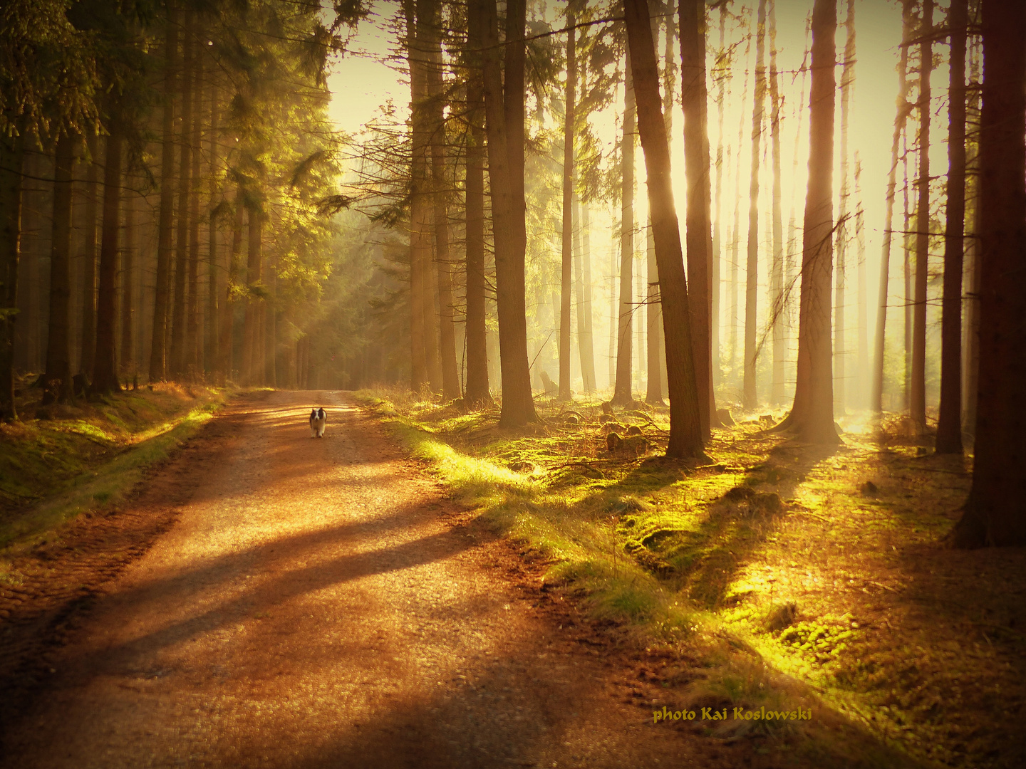 Februar im Wald am Möhnesee 002