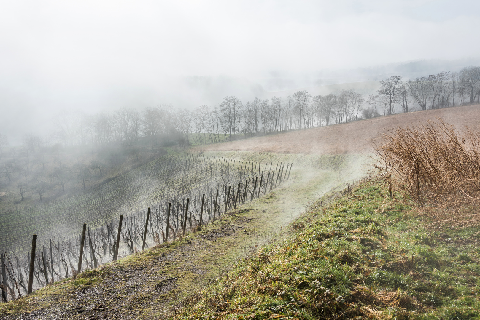 *Februar im Weinberg*