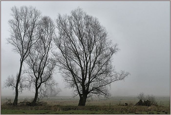 februar mit schafen