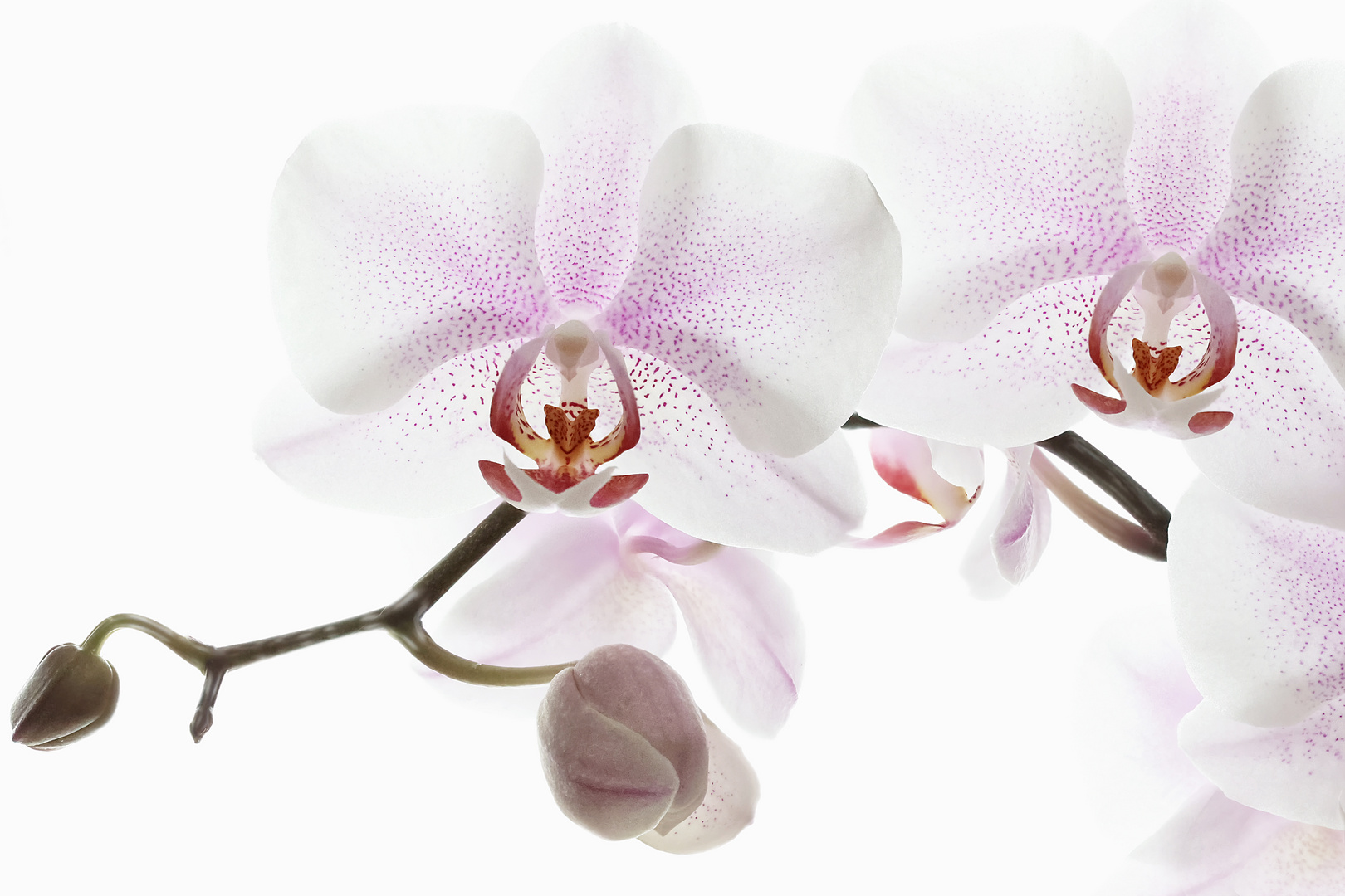 ...Februar-Orchidee...