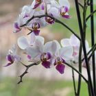 Februar - Orchideen