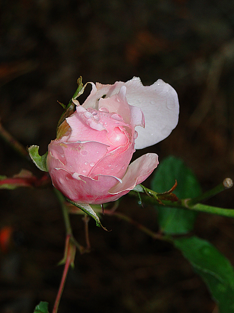 Februar-Rose