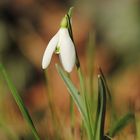 Februar-Schneeglöckchen