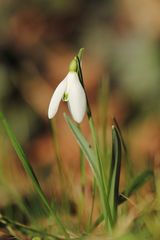 Februar-Schneeglöckchen