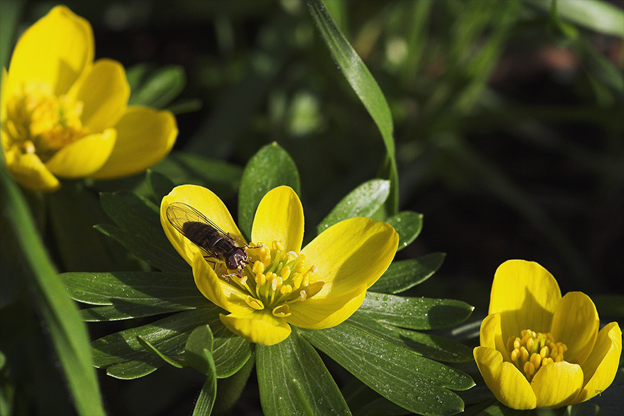 Februar: Schwebfliegenzeit?!