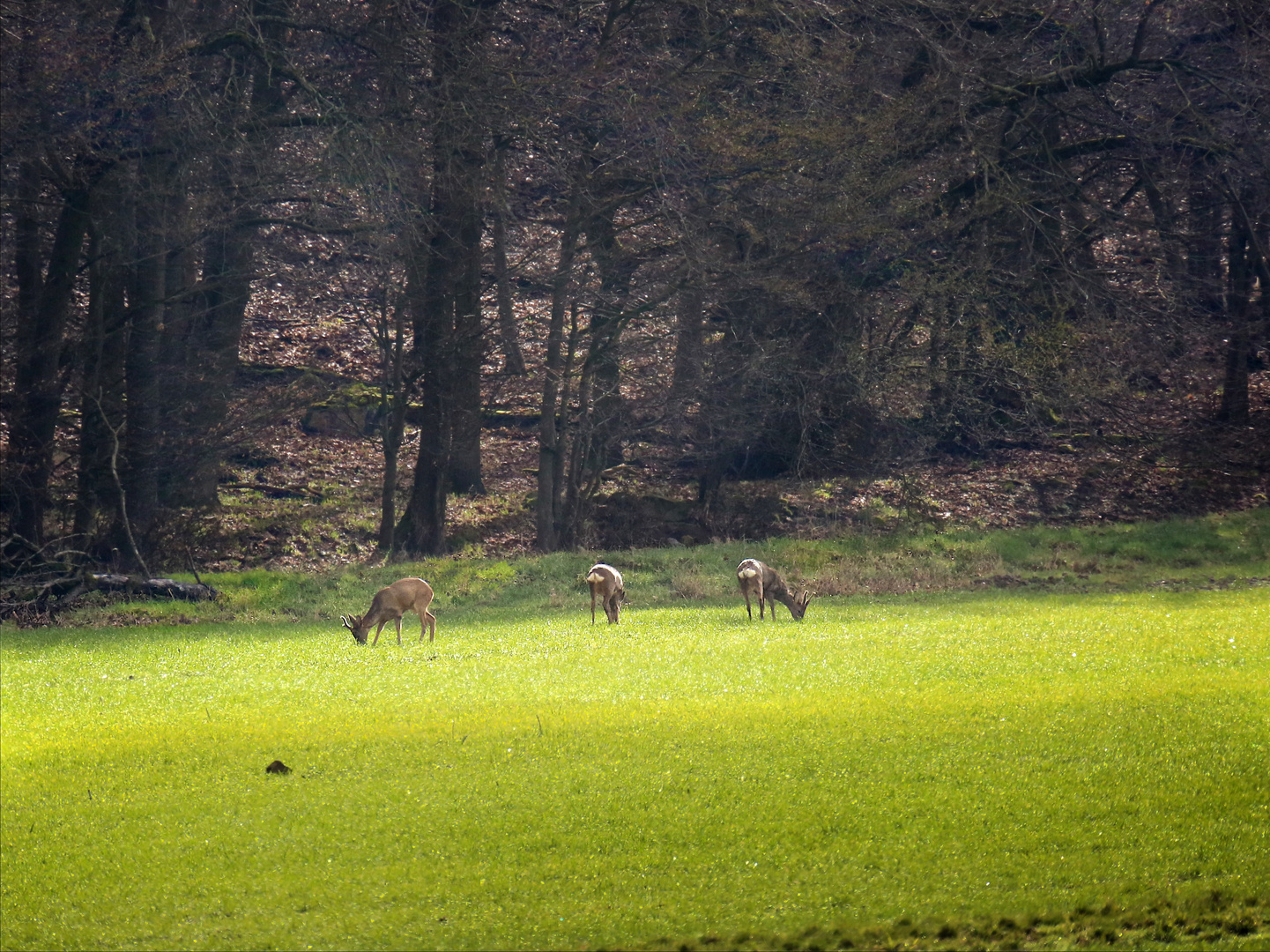 Februar -Sonne