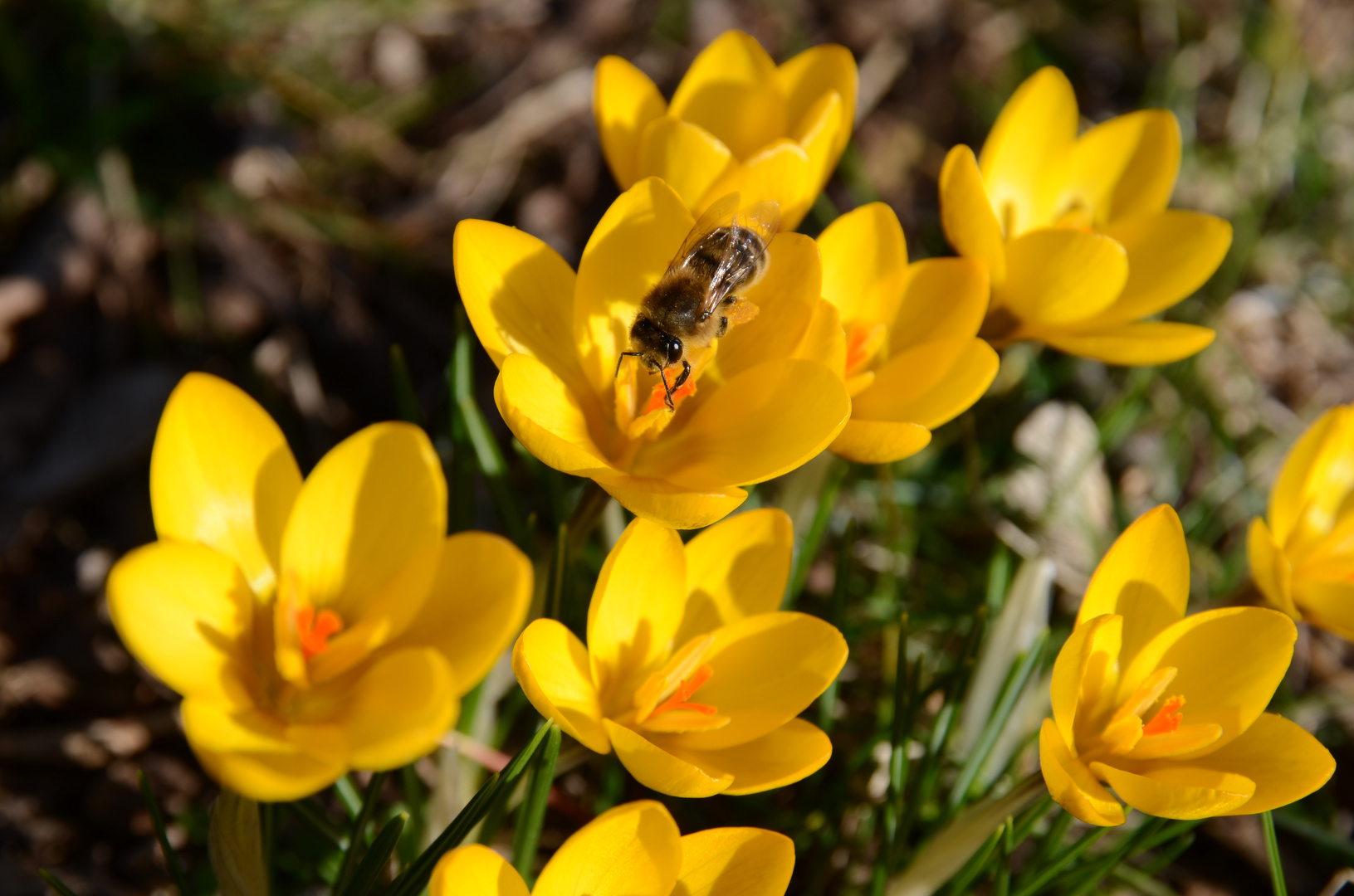 Februar und die Bienen sind schon da. Hoffentlich das Wetter bleibt so...!!