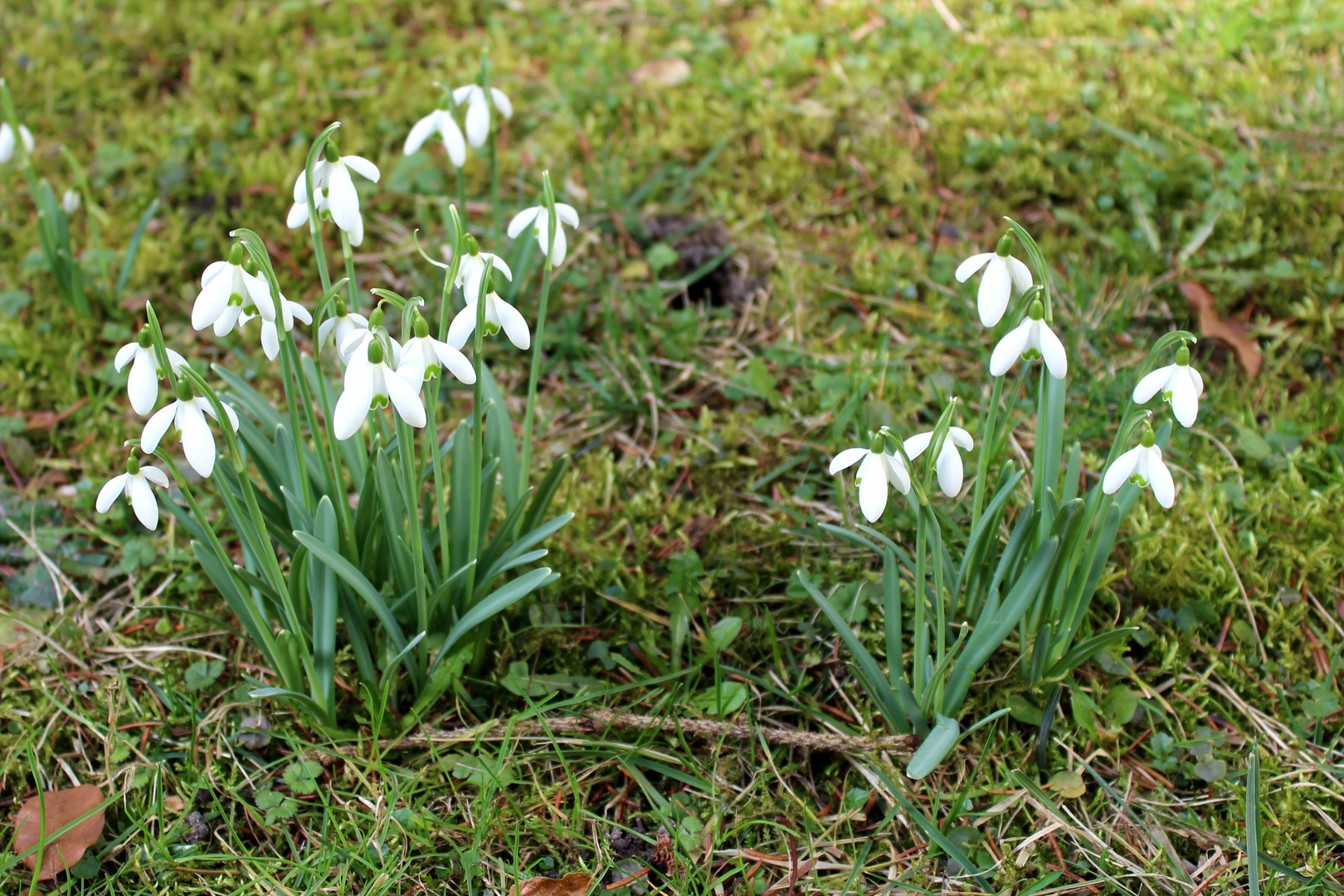 Februarblüher