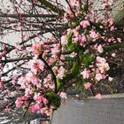 Februarblüten