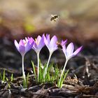 Februarblüten Besucher