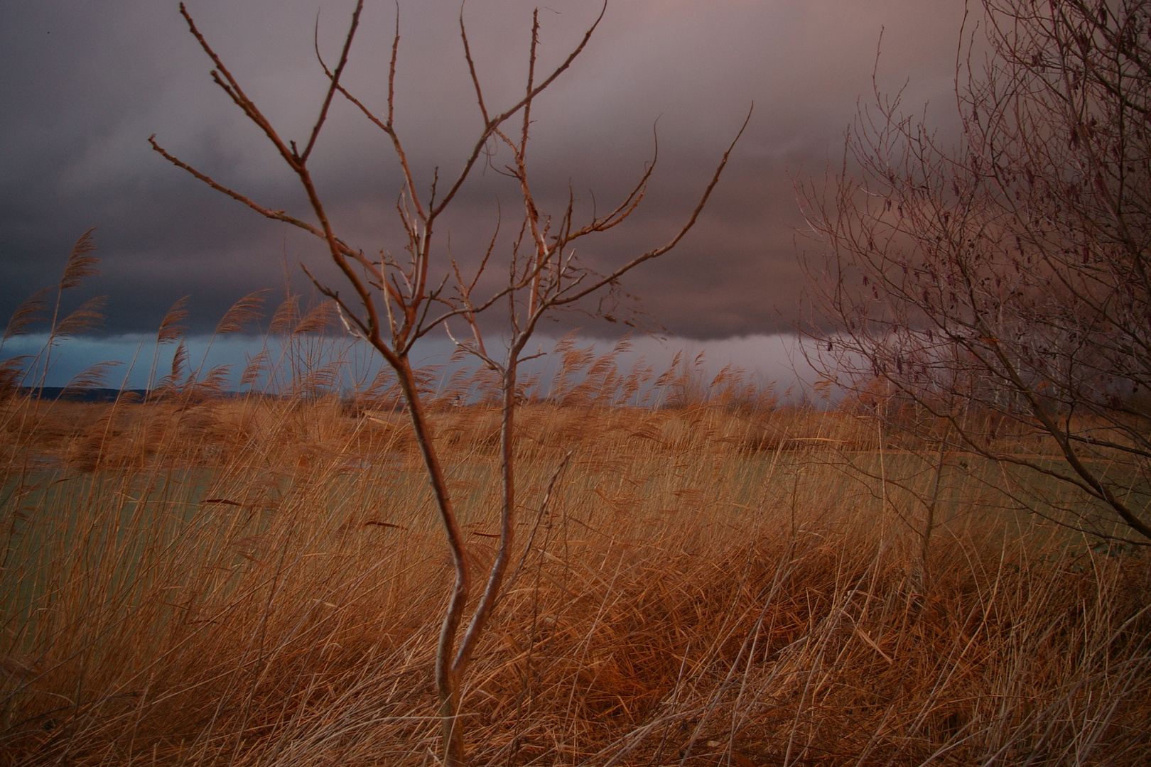 Februargewitter I