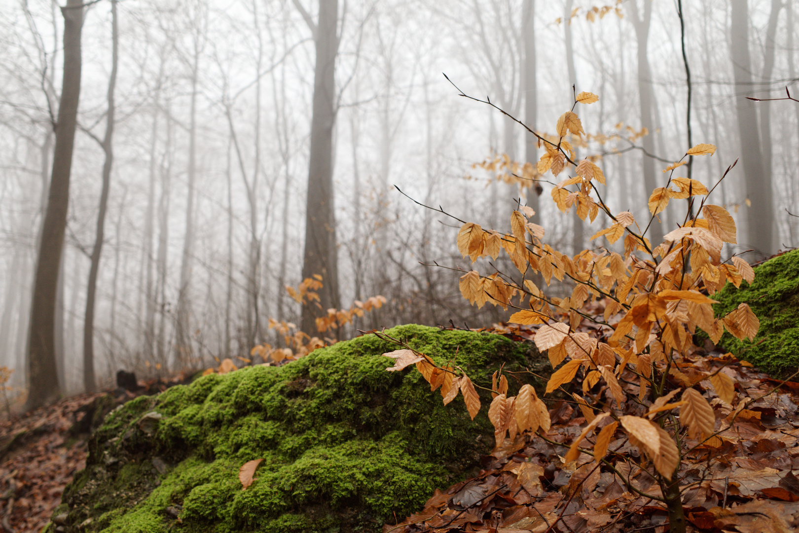 Februarimpressionen im Wald