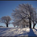 Februarlicht