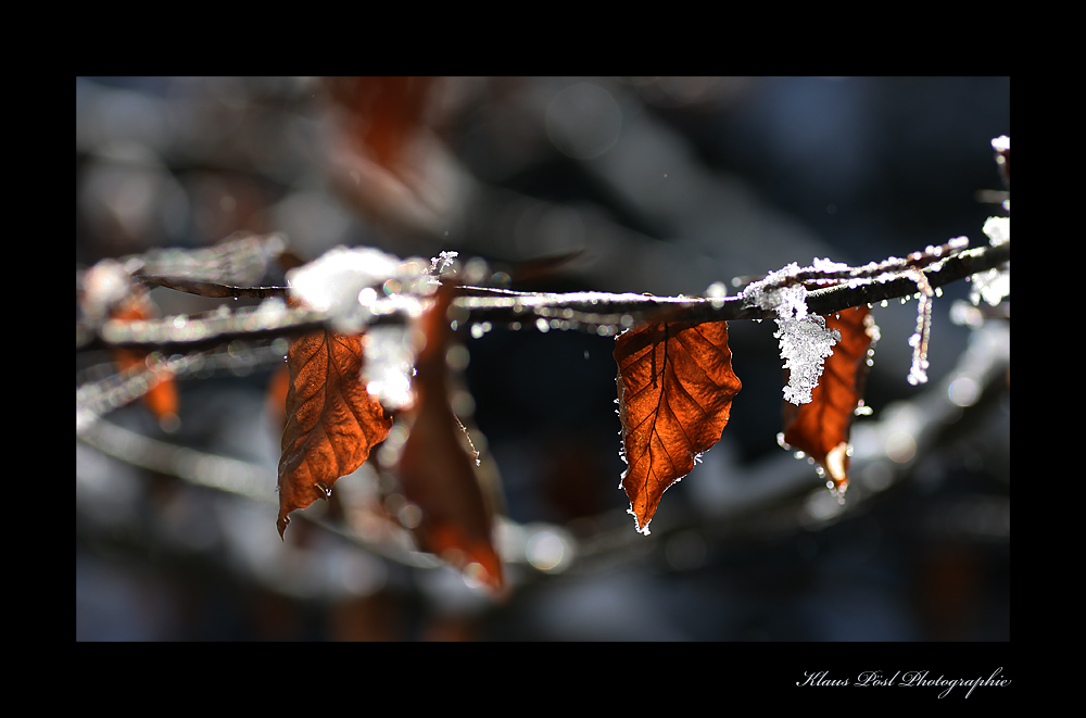 Februarlicht