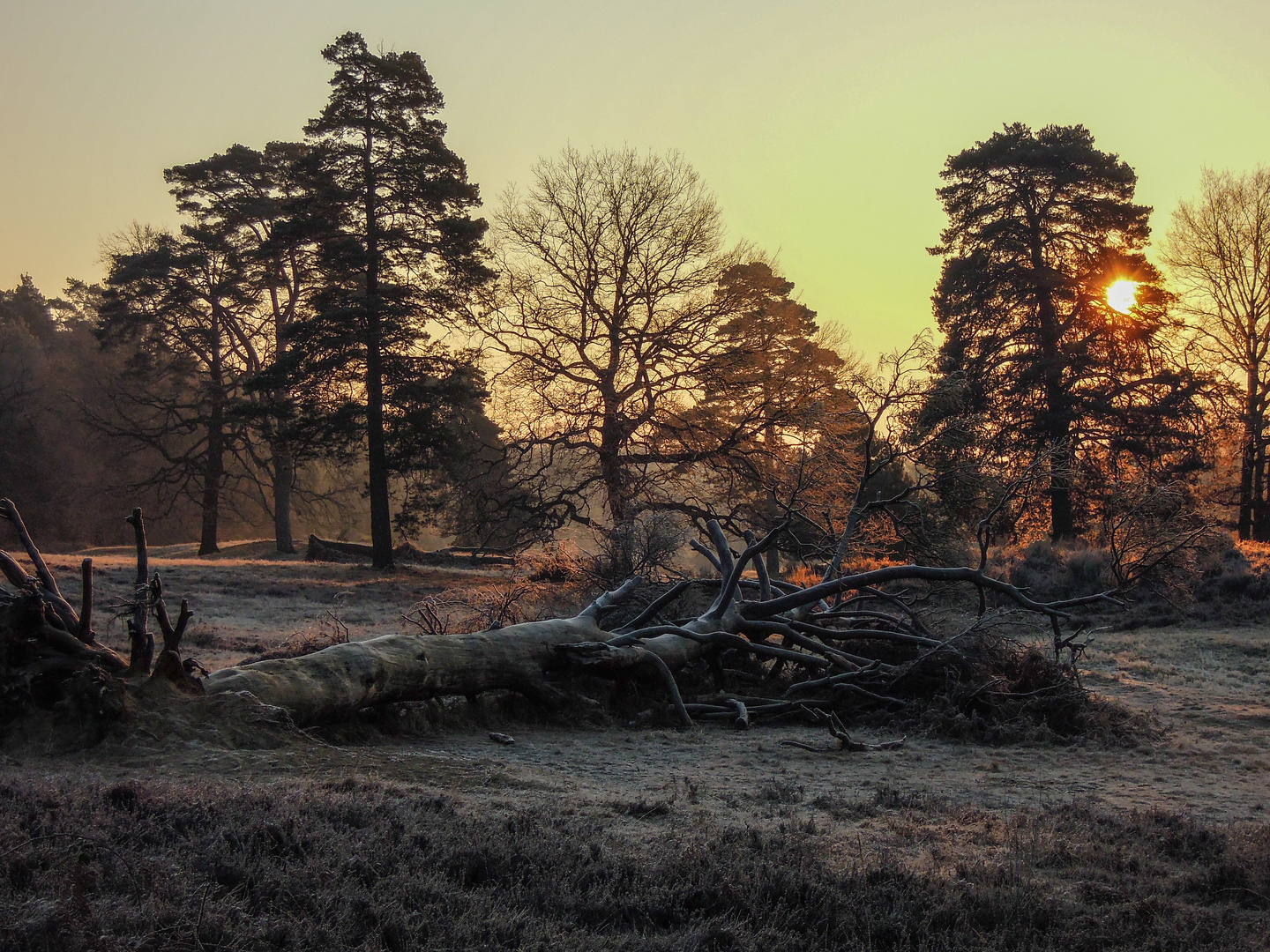 Februarmorgen