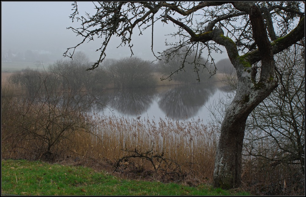 Februarmorgen am Meerfelder Maar II