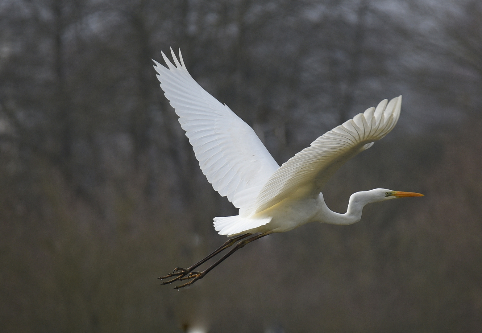 Februarmorgen an der Schwalm