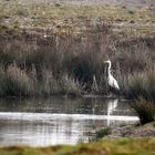 Februarmorgen an der Schwalm