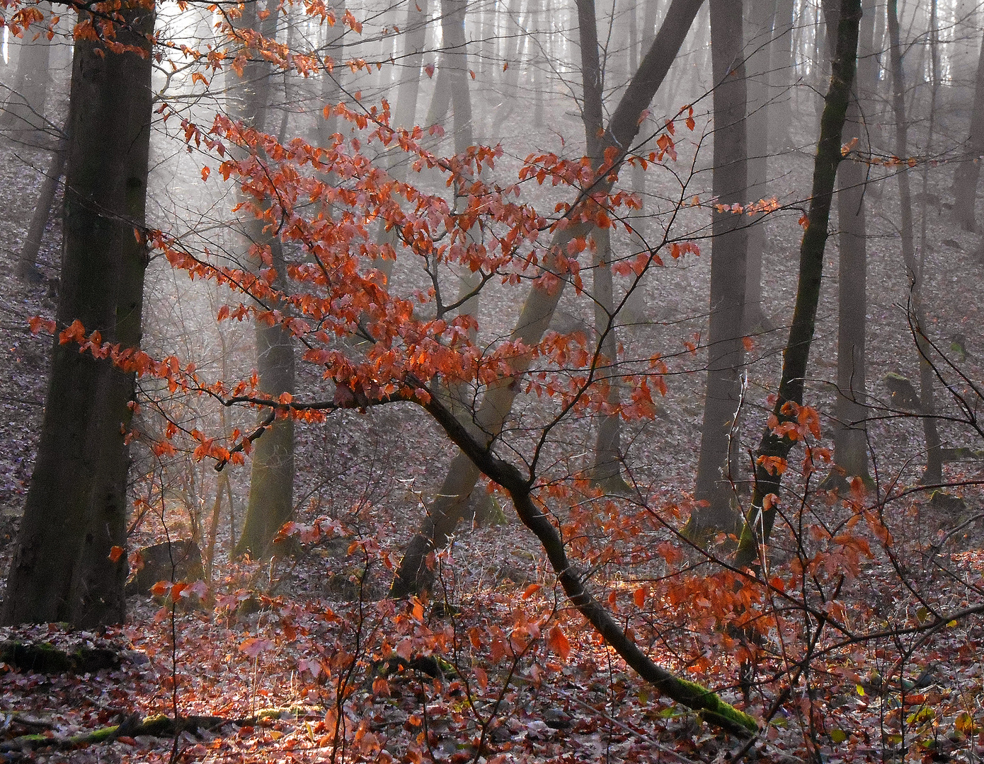 Februarmorgen