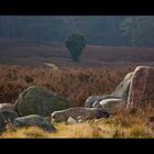 Februarmorgen in der kleinen Heide - Variante 2 (für itia)