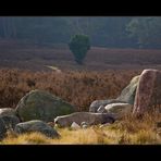 Februarmorgen in der kleinen Heide - Variante 2 (für itia)