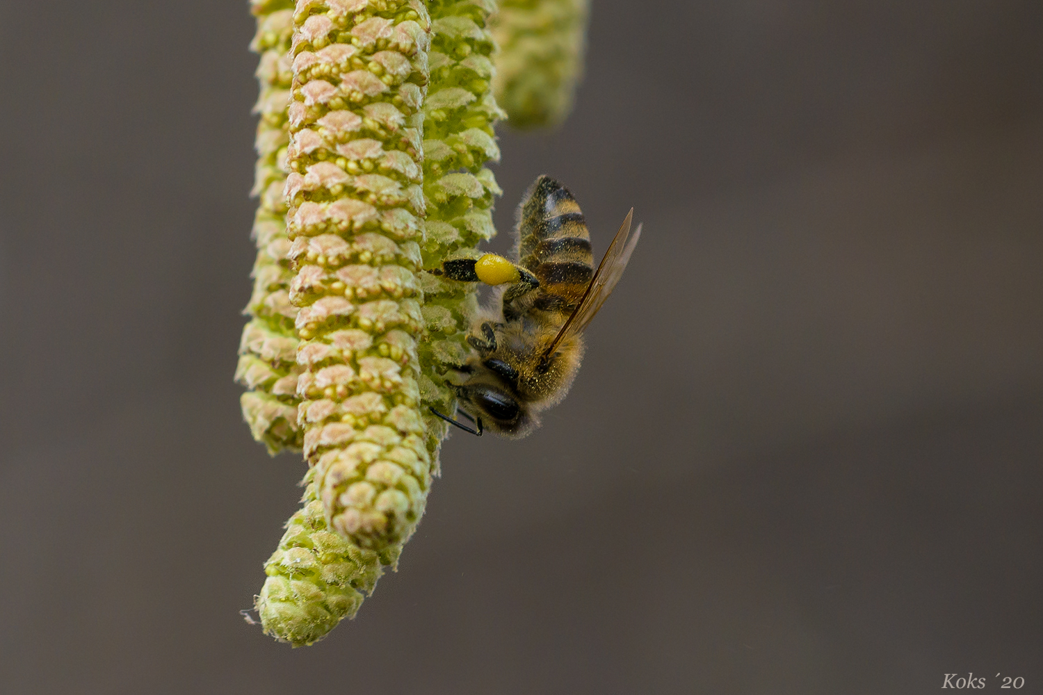 FebruarPollen