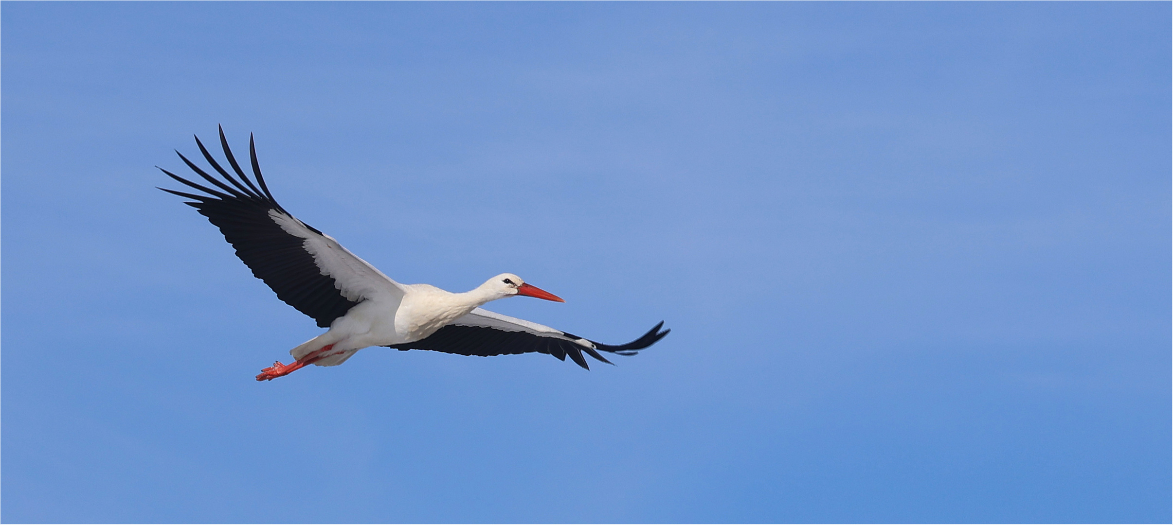 Februarstorch im Anflug