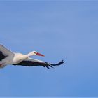 Februarstorch im Anflug