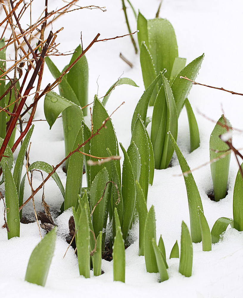 Februartulpen