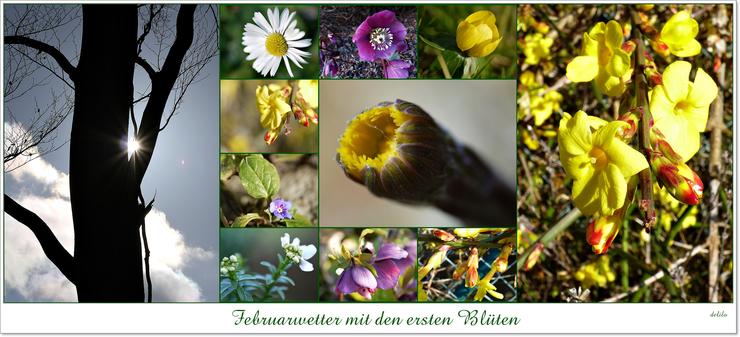 Februarwetter und Blüten