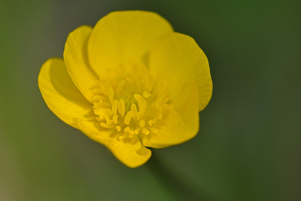 Fechenheim am Main: Butterblumenwiese 01