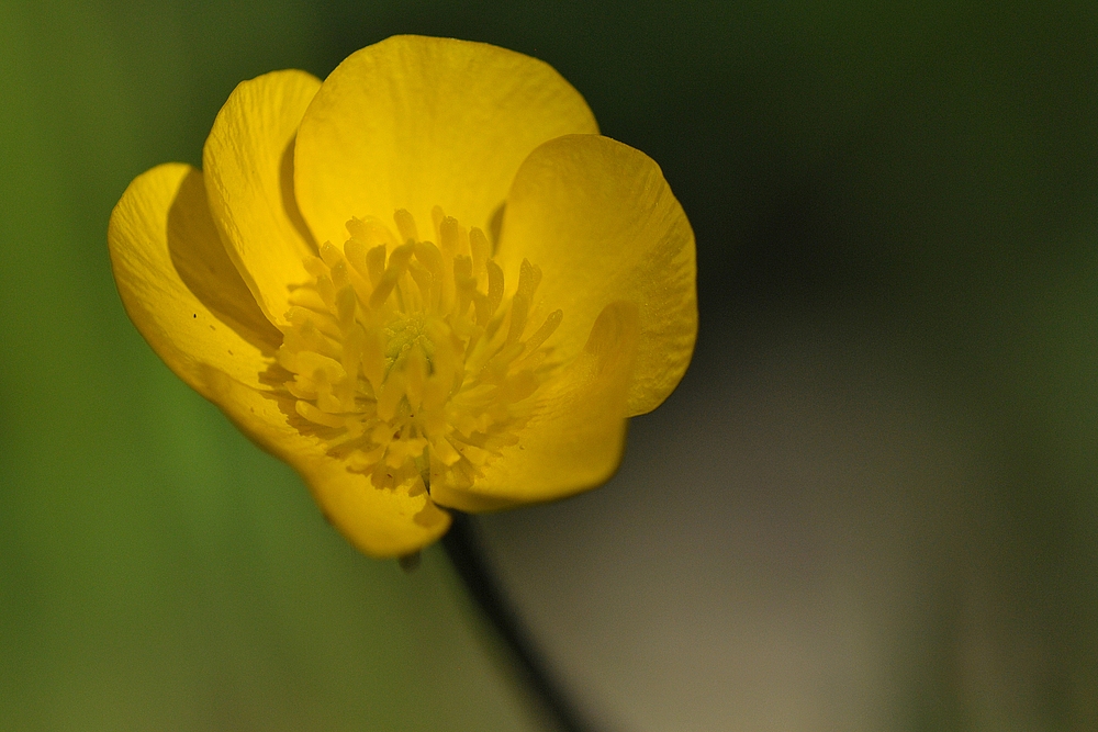 Fechenheim am Main: Butterblumenwiese 03