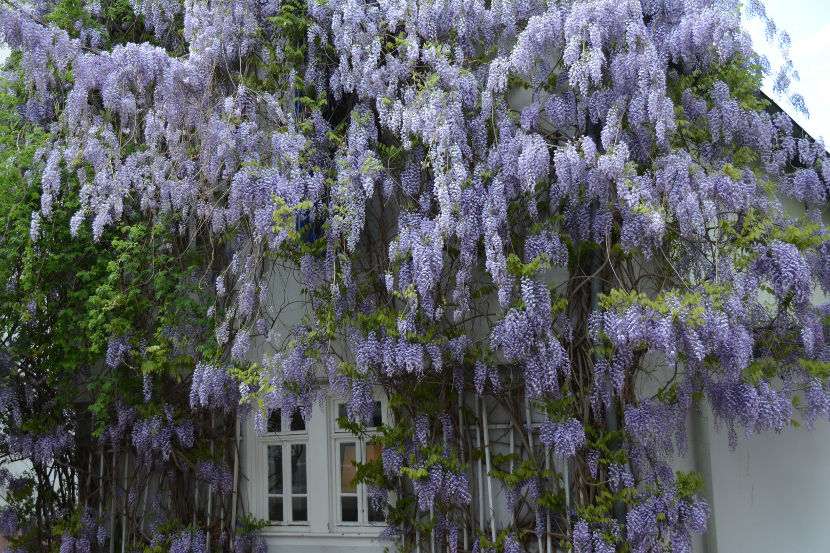 Fechenheim-Blütenhaus -Japanischer Blauregen (Wisteria floribunda)