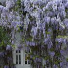 Fechenheim-Blütenhaus -Japanischer Blauregen (Wisteria floribunda)