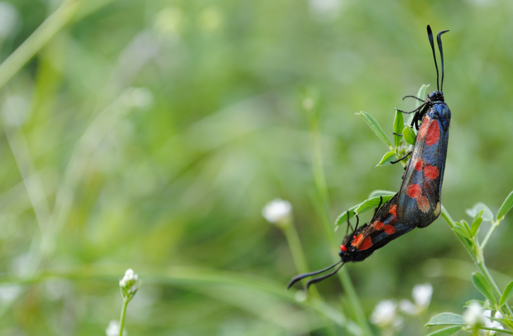 Fécondation in natura.