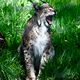 Ghnender Luchs