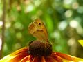 großes Ochsenauge auf einer Blüte von Barbara Lautenbach