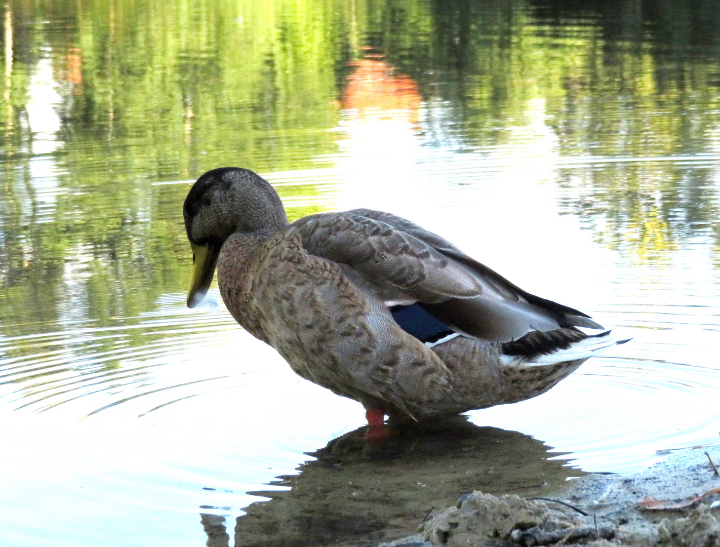 Feder am Schnabel ...