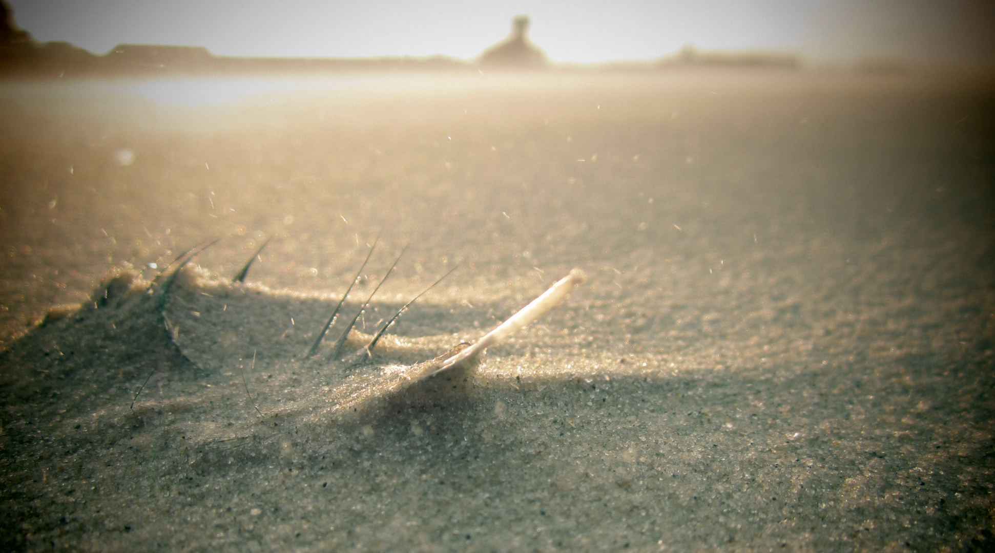 Feder am Strand