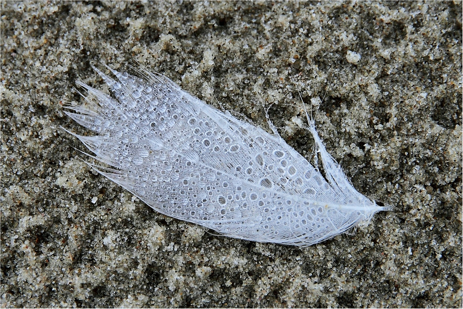 Feder am Strand