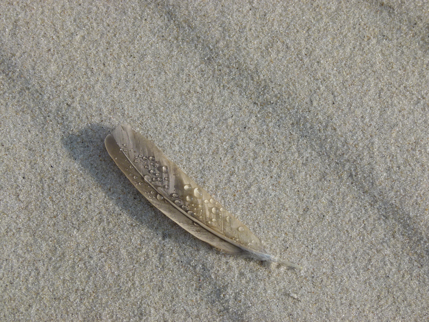 Feder am Strand