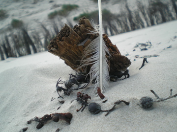 Feder am Strand