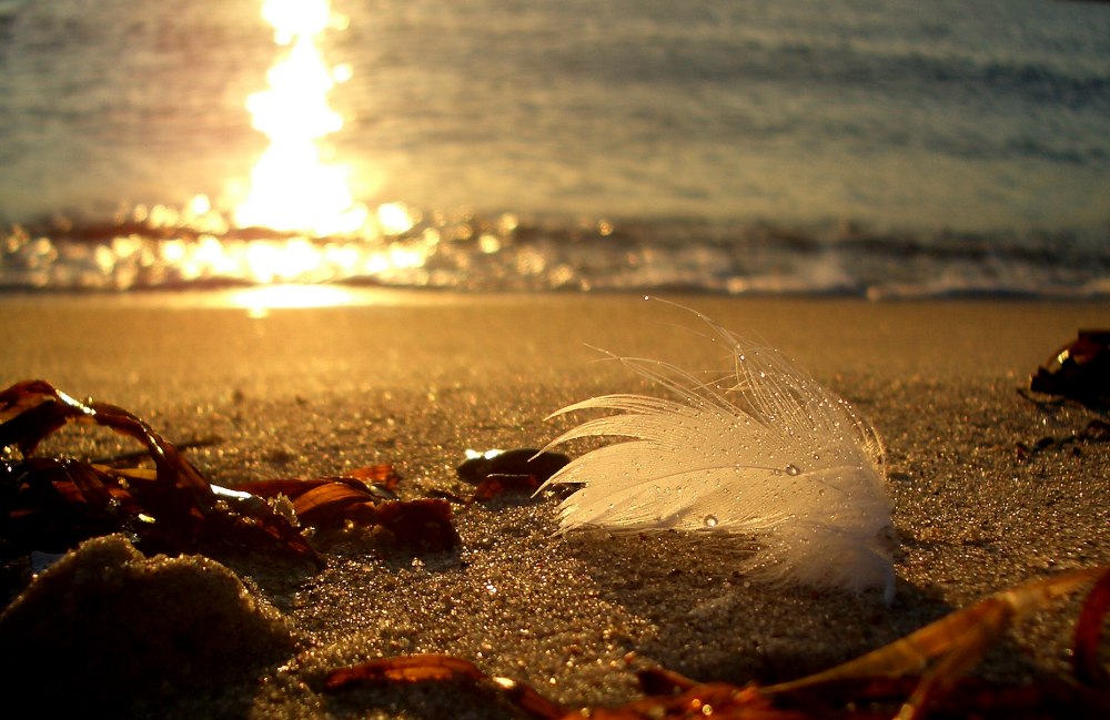 Feder am Strand