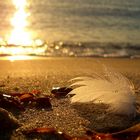 Feder am Strand