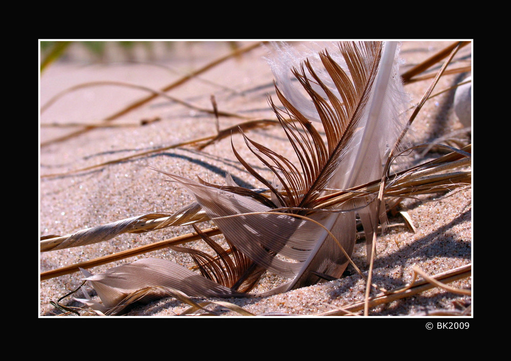 Feder am Strand