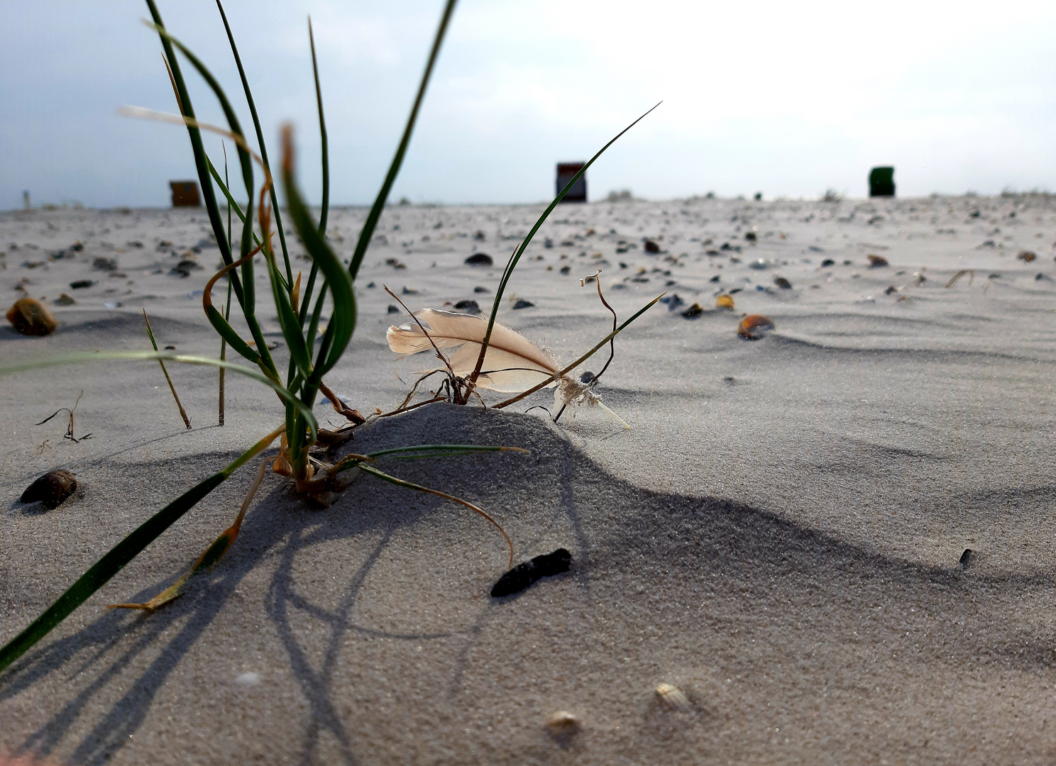 Feder am Strand